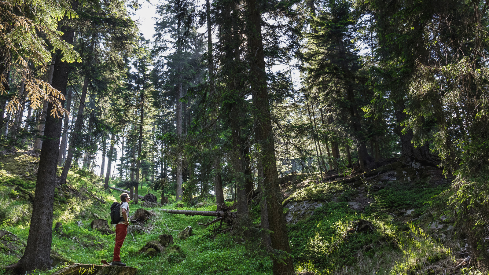 Timberland REIT Potlatch to Acquire Deltic Timber in AllStock Deal