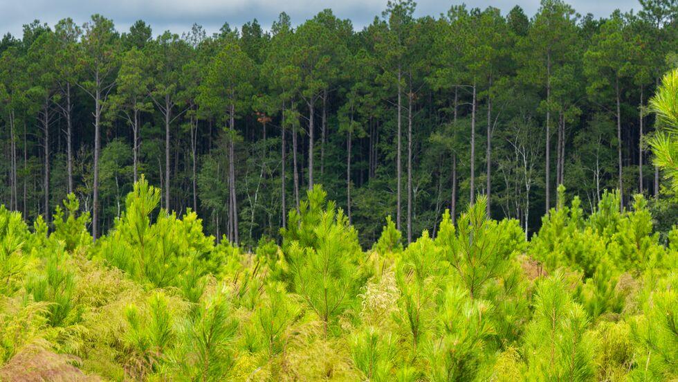 Timberlands forest