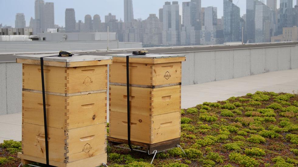 Rooftop Bees