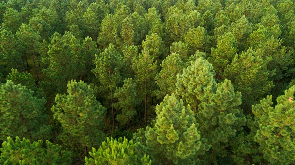 Forest