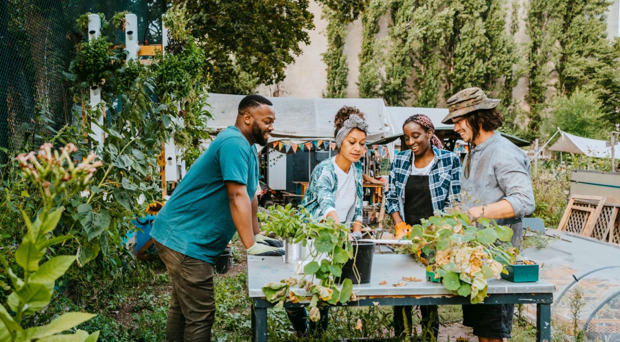 People in a community garden