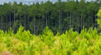 Timberlands forest