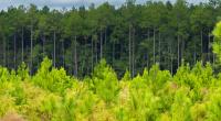 Timberlands forest