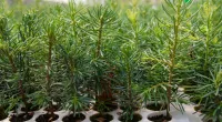 Seedlings