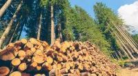 Stock photo of timber
