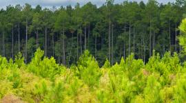 Timberlands forest