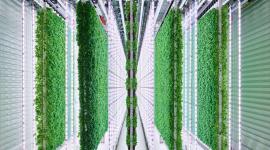 Plenty Green Image