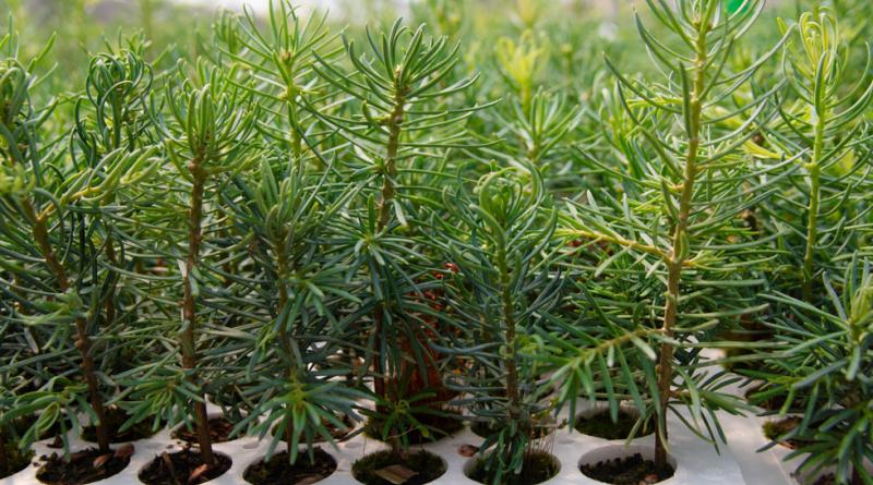Seedlings