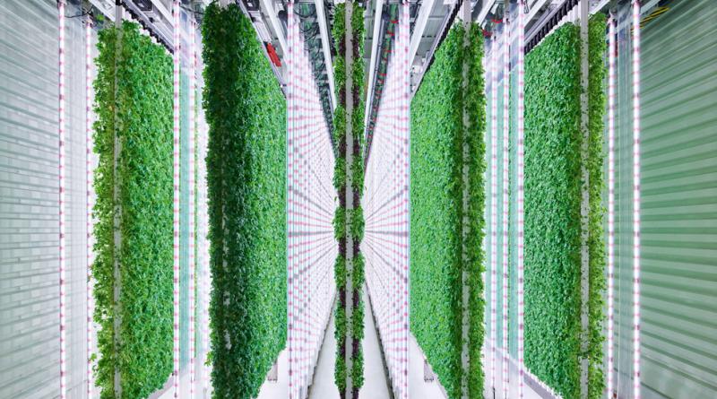 Plenty Green Image