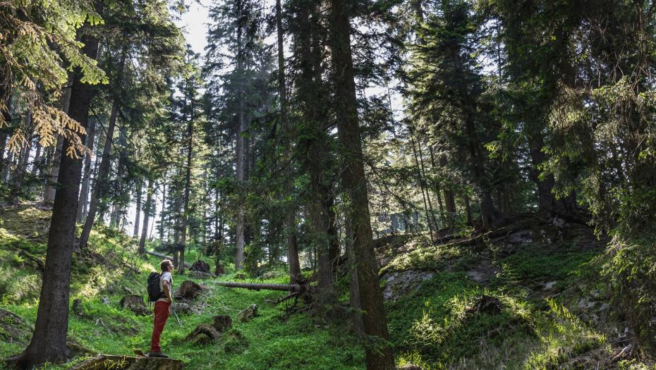 Man contemplating nature in the midst of a forest.