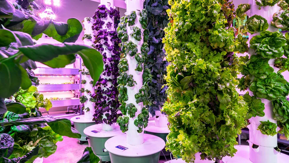 HydroPonic