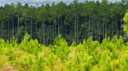 Timberlands forest